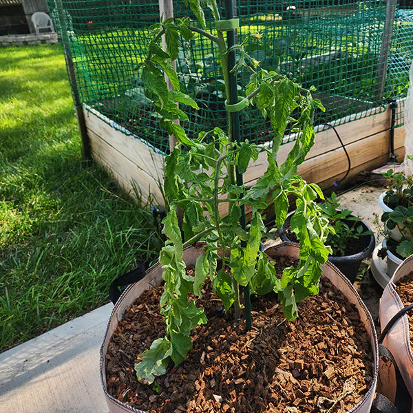 Electric composter in a modern kitchen with tomatoes growing in the garden, symbolizing sustainable gardening practices.