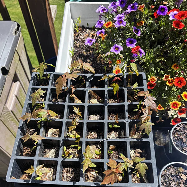What Preparations Do I Need to Make So These Red Maples Have the Best Chance of Survival? 🌳🍁