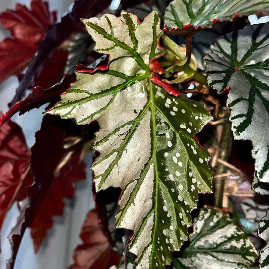 The Day My Begonia Highway Half Mooned