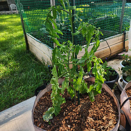 Electric composter in a modern kitchen with tomatoes growing in the garden, symbolizing sustainable gardening practices.