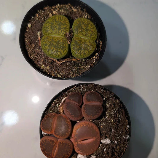 Electric food recycler saving dying lithops succulents in apartment