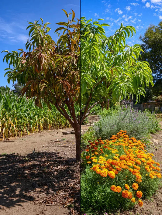 The-War-Under-the-Fruit-Trees