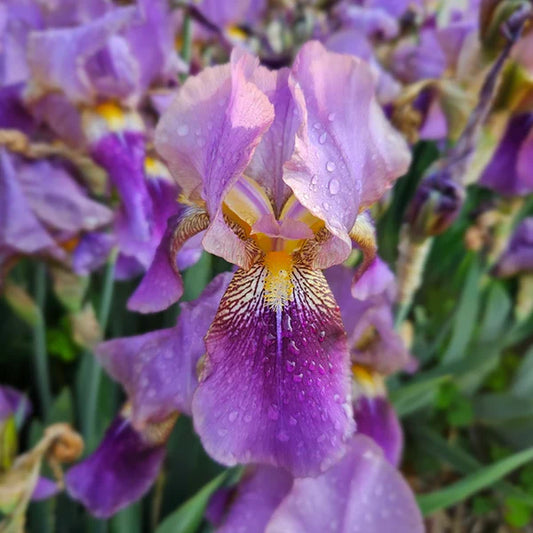 Iris We Moved From Great-Grandma’s Garden After She Passed 5 Years Ago EXPLODED 🌸